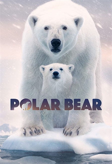  فیلم خرس قطبی